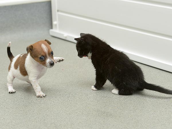 Abandoned Kitten and Puppy Are Unlikely BFFs| Animals & Pets, Baby Animals, Cats, Cute Pets, Dogs