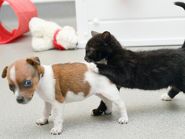Abandoned Kitten and Puppy Are Unlikely BFFs| Animals & Pets, Baby Animals, Cats, Cute Pets, Dogs