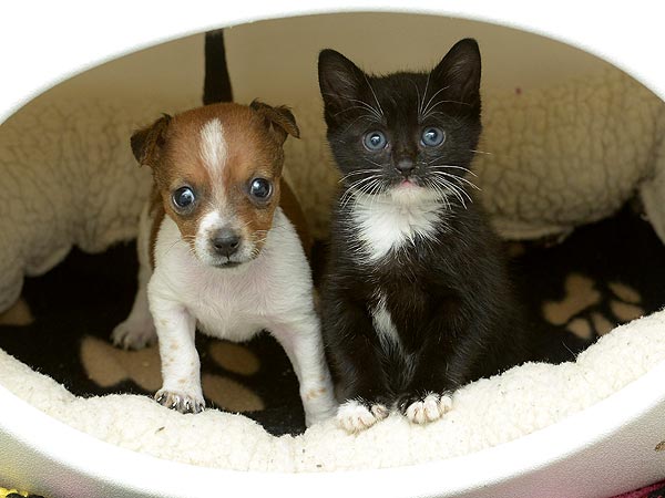 Abandoned Kitten and Puppy Are Unlikely BFFs| Animals & Pets, Baby Animals, Cats, Cute Pets, Dogs
