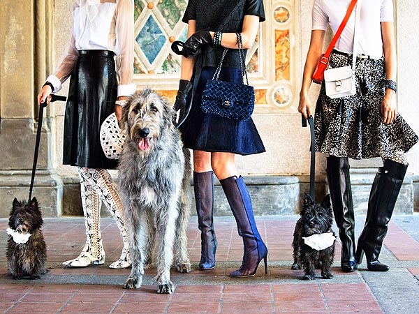 From Homeless to High Fashion! Rescue Dogs Pose for Town & Country| Dogs, Pet Style