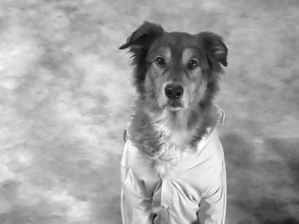 Brad Pitt Gets Spoofed by Dog: Video