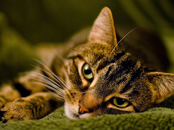 Xiaohwa the Cat Missing at John F. Kennedy International Airport