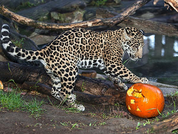 Boo at the Zoo! Animals Go Wild for Halloween| Zoo Animals