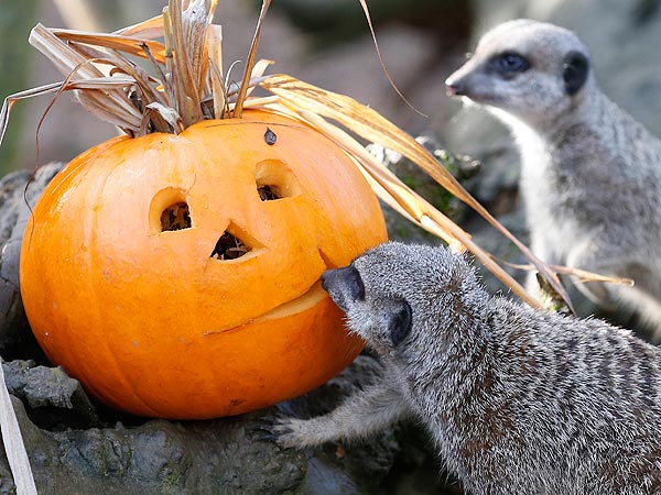 Boo at the Zoo! Animals Go Wild for Halloween| Zoo Animals