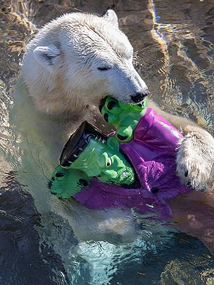 Boo at the Zoo! Animals Go Wild for Halloween| Zoo Animals