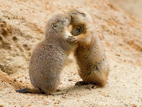 Let's Make Out! Prairie Dogs in Love