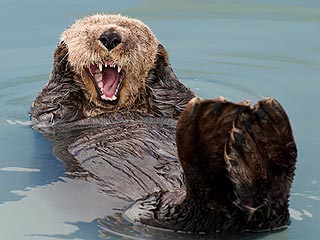 Funny Photo! Otter Screams – Just Like the Painting