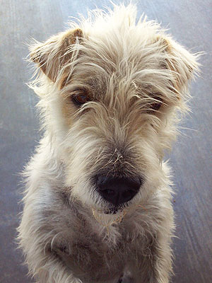 Adopt Me! Loving Mother Kenmore Is a Survivor