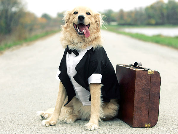 Traveling Pets Enjoy Amenities at Hotels, on Airlines