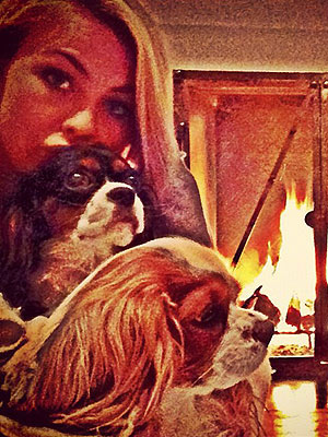 How Julianne Hough Keeps Her Dogs Close| Stars and Pets, Dogs, Julianne Hough