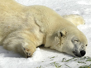 Ahhh! Polar Bear Falls for Snow
