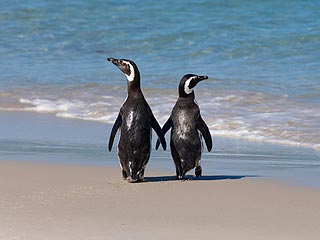 Meet the Ultimate Lovebirds: Penguin Couple Has Stayed Together for 16 Years (& Counting!)