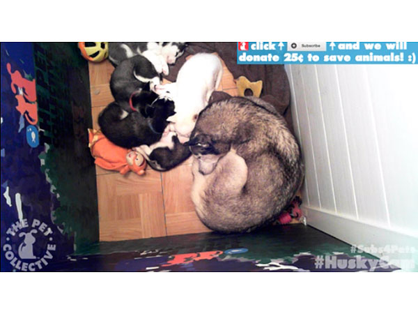 HuskyCam Live Stream Is the Canine Version of Kitten Cam