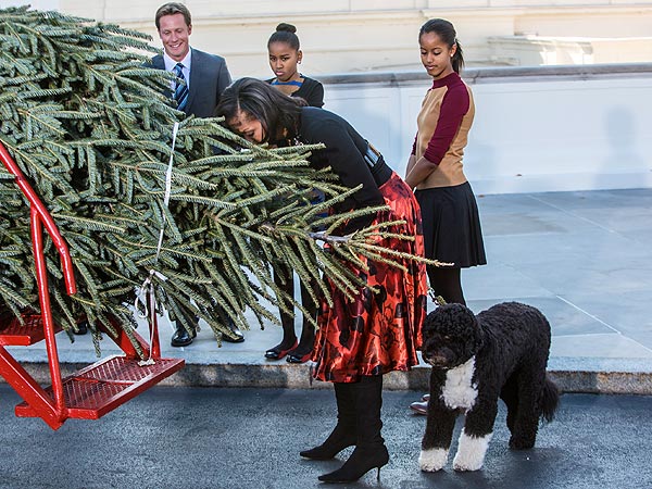 Special Delivery! Bo Obama Helps Receive White House Christmas Tree| Bo Obama, Dogs, Michelle Obama