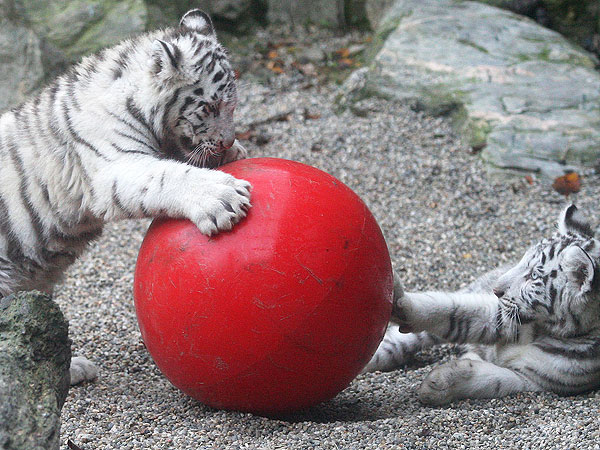 PHOTO: White Tiger Cubs Tackle Ball – and Each Other!| Baby Animals, Zoo Animals