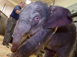 PHOTO: Oregon Zoo Baby Elephant Weighs in at 300 Lbs.
