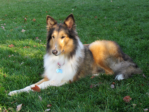 Adopt Me! Leia Wants to Be Your Little Princess