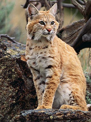 Woman Puts Injured Cat in Car, Later Realizes It's Bobcat