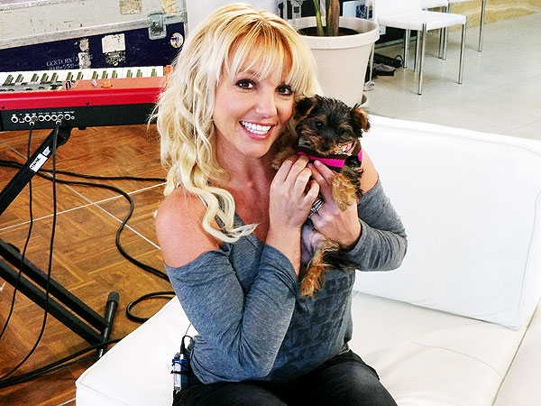 Britney The Dog