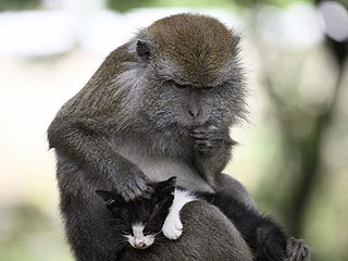 How Aww-some! Indonesian Monkey Plays Mom to Kitten