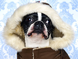 Show Us Your Dogs in Coats