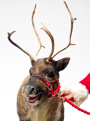 Scientists Explain Red Reindeer Noses
