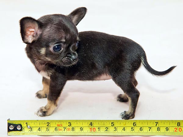 Six-Inch Pup Fits Into a Baby's Sock!| Baby Animals, Dogs