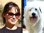 Stars and Their Pets: Olivia Wilde's Third Wheel | Olivia Wilde