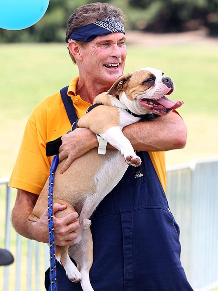 DAVID HASSELHOFF photo | David Hasselhoff