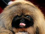 Stars and Their Pets: Malachy's Tasty Treat