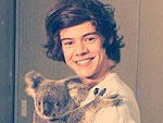 Stars and Their Pets: Harry Styles's Koala Companion | Harry Styles
