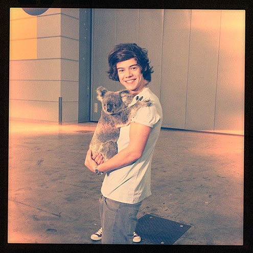 Stars and Their Pets: Harry Styles's Koala Companion