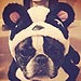 Fun & Furry Trick-or-Treaters