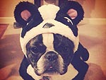 Happy Howl-o-ween! Fun & Furry Trick-or-Treaters