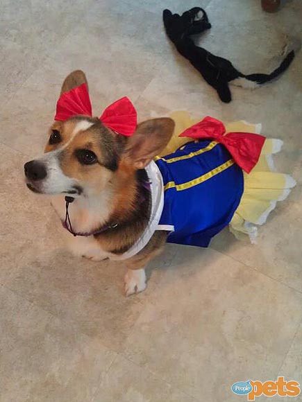 Fun & Furry Trick-or-Treaters