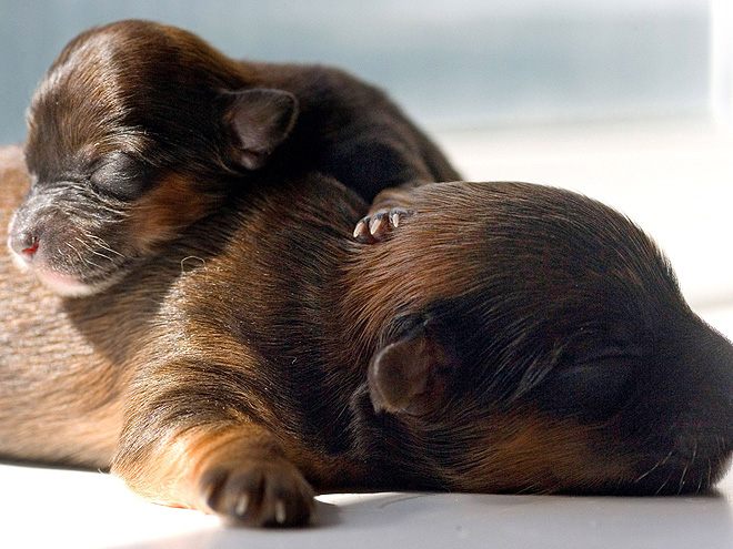 2012's Unbearably Cute Baby Animals