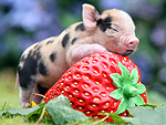 Unbearably Cute! 2012's Amazing Baby Animals