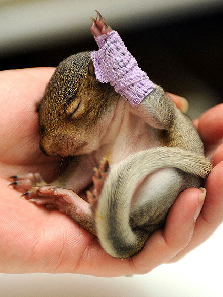 2012's Unbearably Cute Baby Animals