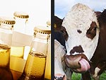Fur Real? Crazy Animal Encounters of 2012