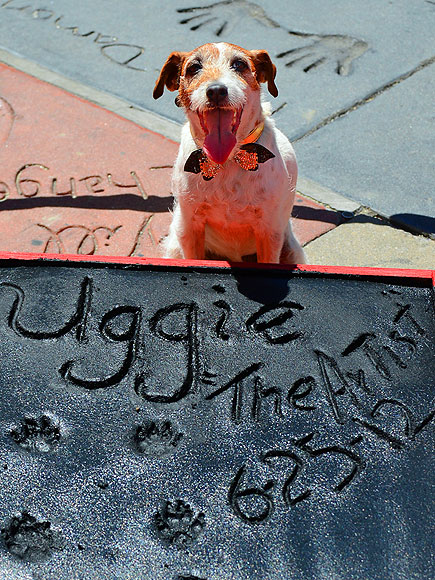 A DOG'S LIFE
 photo | Uggie