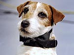 Uggie's Cutest Tricks – Revealed! | Uggie