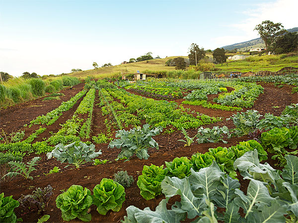 Oprah Winfrey Gives a Tour of Her Maui Farm| Celeb Real Estate, Oprah Winfrey
