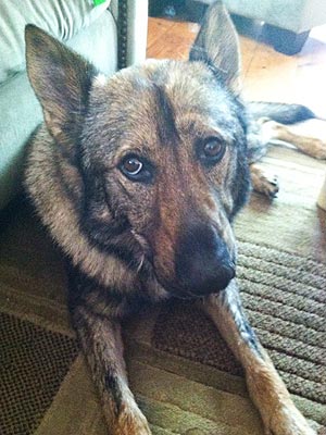 Plymouth Police Pay Respects to Canine Colleague as He's Laid to Rest| Hero Pets, Real People Stories