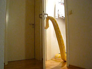 Cool or Creepy? This Snake Opens Doors When You're Not Looking