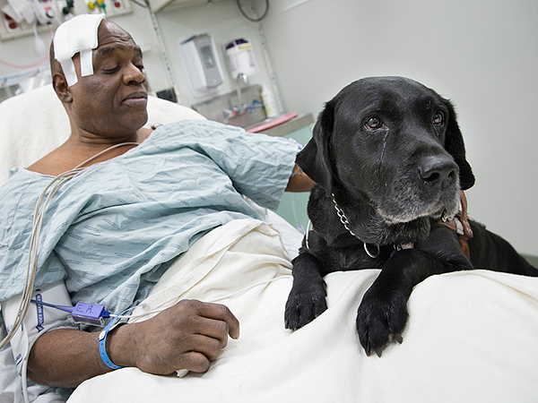 Love the Hero Cat? Then You Have to Meet These Heroic Pets!| Animals & Pets, Cats, Dogs, Hero Pets