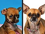 Then & Now: See the World's Smallest Dog All Grown Up!