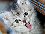 PHOTOS: Cats Who Are Not Grumpy