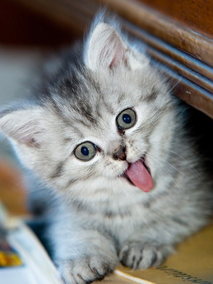 PHOTOS: Cats Who Are Not Grumpy