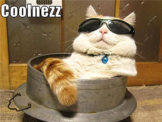 The Five Cats You Meet on Memorial Day