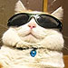 The Five Cats You Meet on Memorial Day
